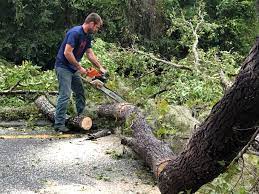 Professional Tree Services in Baxley, GA