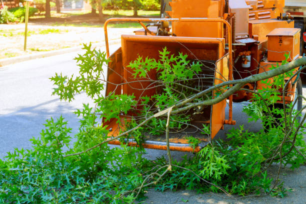 How Our Tree Care Process Works  in  Baxley, GA