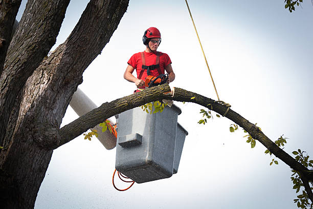 Leaf Removal in Baxley, GA