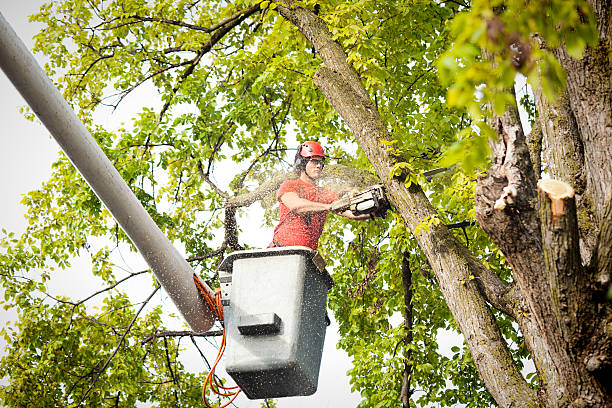 Reliable Baxley, GA Tree Services Solutions