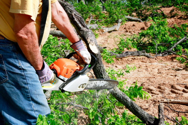 Best Tree Removal  in Baxley, GA